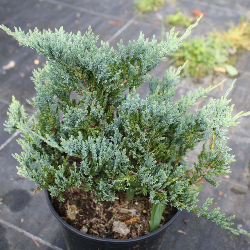 Juniperus horizontalis