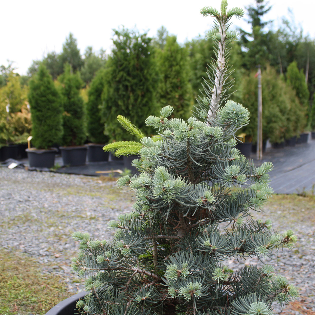 Abies concolor Gables Weeping